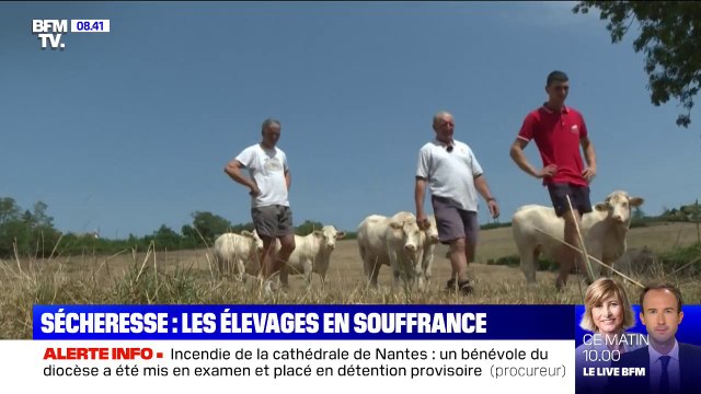 Les élevages de vaches charolaises en souffrance à cause de la sécheresse