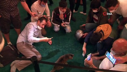 Ayasofya'nın dünyaca ünlü kedisi 'Gli' büyük ilgi görüyor