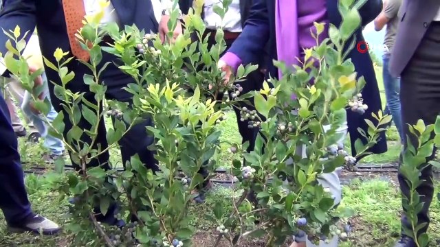 Bu meyvenin kilosu 60 TL, faydası saymakla bitmiyor