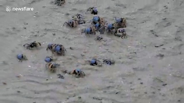 Oddly satisfying video of bubbler crabs disappearing into sand in the Philippines