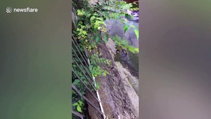Mother duck leads her babies back to canal in Japan