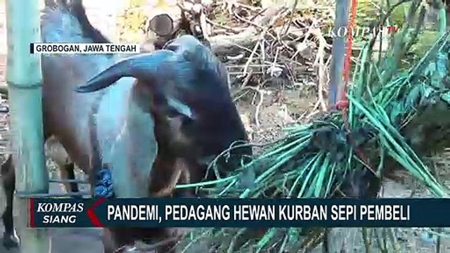 Penjualan Menurun Hingga 50%, Pedagang Hewan Kurban Berpotensi Merugi