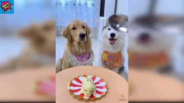 Dog Reaction to Cutting Cake - Funniest Dog ever - try not to laugh
