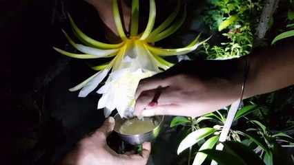 Dragon Fruits  Pollination । ড্রাগন ফুলের পরাগায়ন পদ্ধতি
