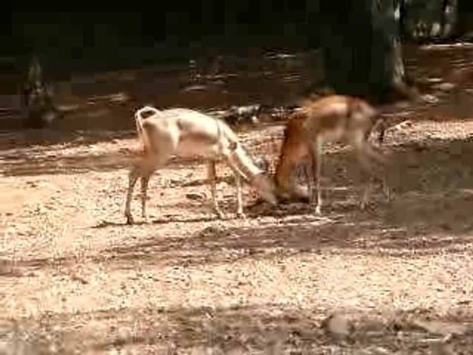 Trivandrum Zoo's All Right for Fighting