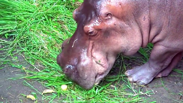Diana and Roma playing at the zoo with animals