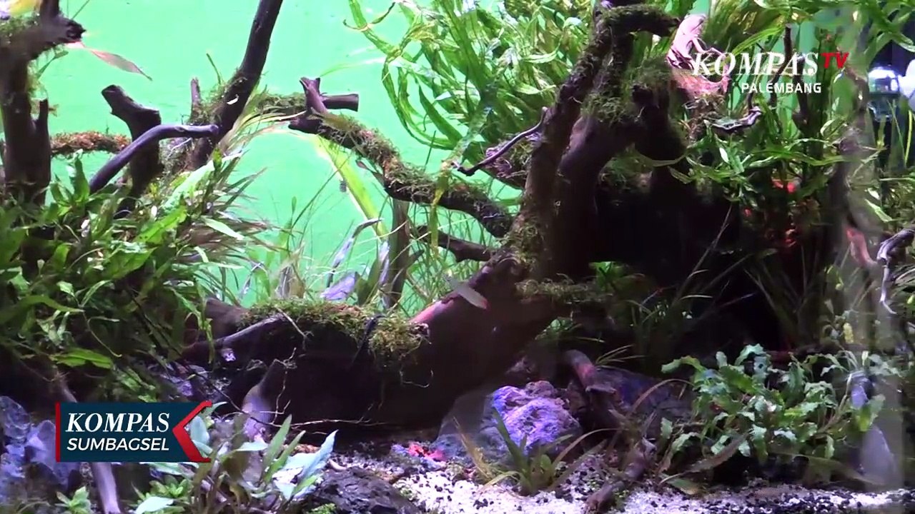 Virus Aquascape Perlawanan Pada Korona
