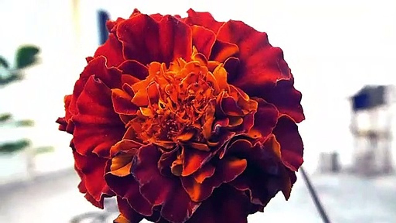Marigold Flower