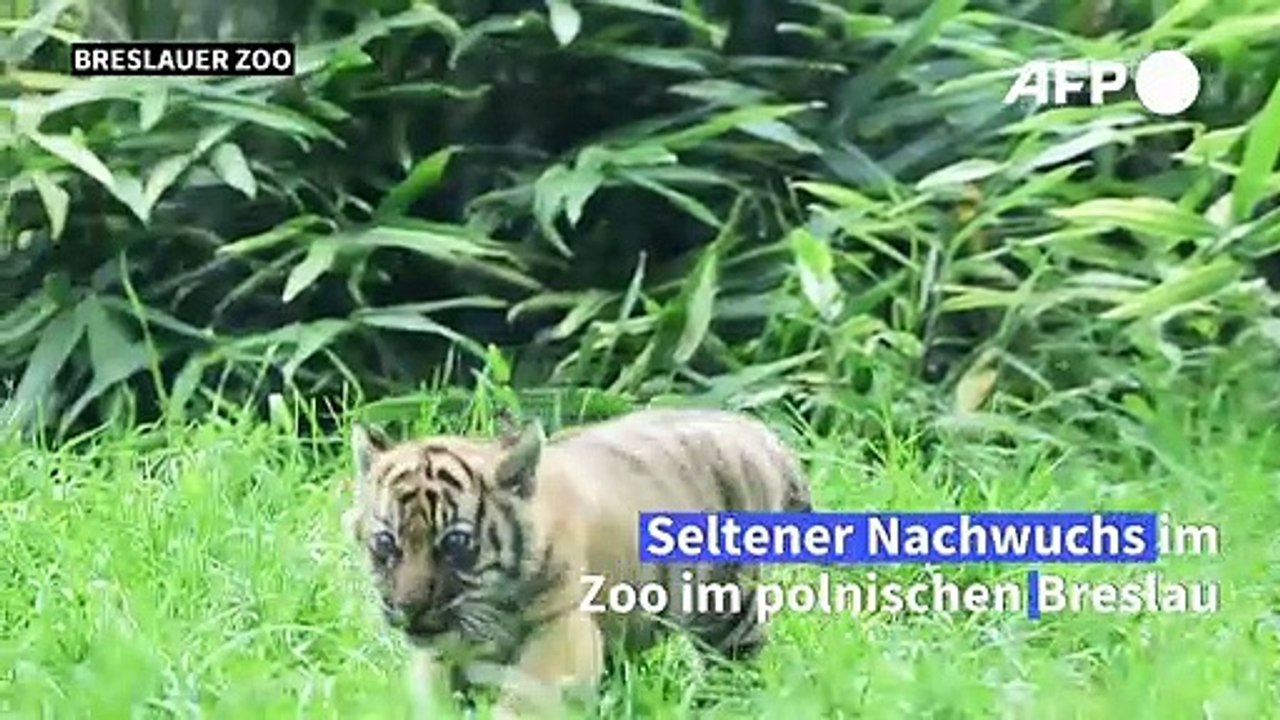 Sumatra-tiger im breslauer zoo geboren