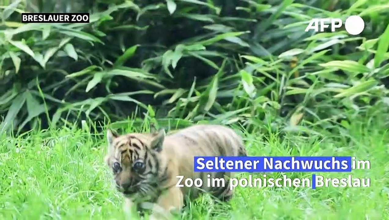 Sumatra-Tiger im Breslauer Zoo geboren