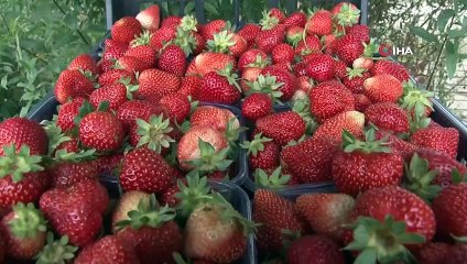 Çilek tarlasında okuduğu türkülerle işçileri motive ediyor