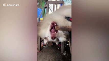 Husky falls asleep with mouth hanging from table ledge