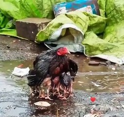 mother protect her children