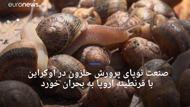 صنعت نوپای پرورش حلزون در اوکراین با قرنطینه اروپا به بحران خورد