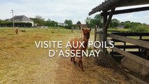 Aux poils d’Assenay