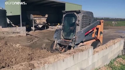 Quando il maiale paga le bollette alla fattoria