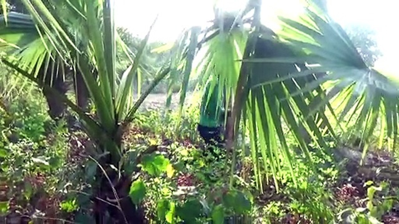 बाबू राव मस्ताना का जबरदस्त कॉमेडी,  Baburao Mastana ka jabardast comedy//funny comedy videos//funny comedy videos tik tok// funny comedy videos telugu//funny comedy videos in hindi,