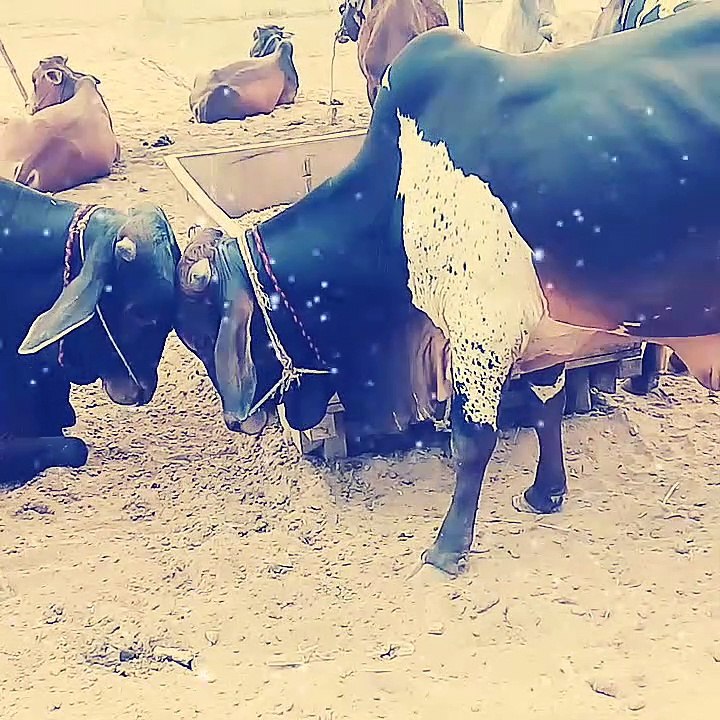 fight of the cow