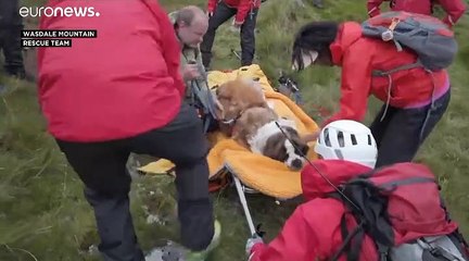 Daisy the St Bernard dog turns the tables as she's rescued from a mountain