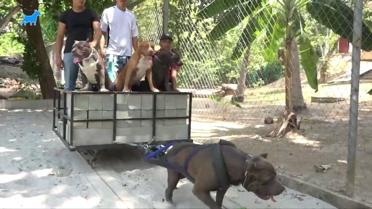 The Weight Pulling