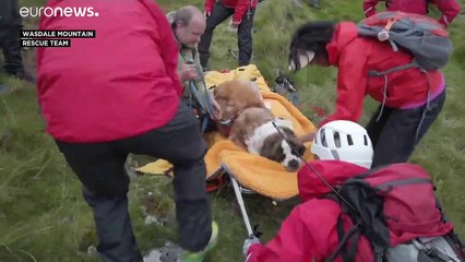 Daisy the St Bernard dog turns the tables as she's rescued from a mountain