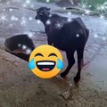 Funny cow dancing - dance of the cow