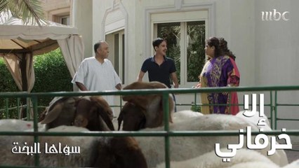 الخرفان ضيوف أم سليمان