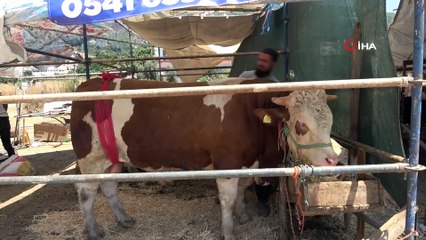 Ay-yıldızlı 'Zorbey' adlı boğa pazarın gözdesi oldu