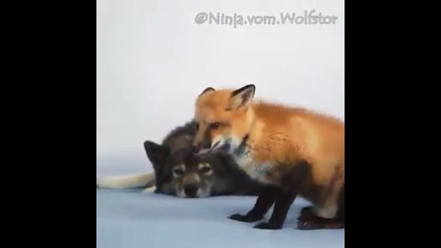 Лиса и волк