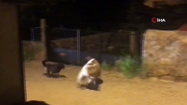 Aç kalan boz ayılar ilçe merkezine indi...Köpek, yavru boz ayıyı böyle kovaladı