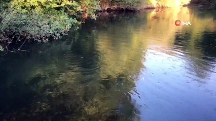 Çan’da balık ölümleri yaşanıyor