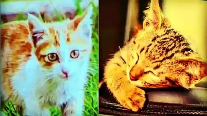 Cute Baby Cats - Cute Animals Baby | Cute Pet Animals