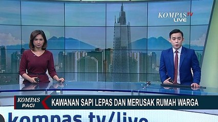 Sapi Lepas dan Merusak Rumah Warga, 6 Warga Terluka