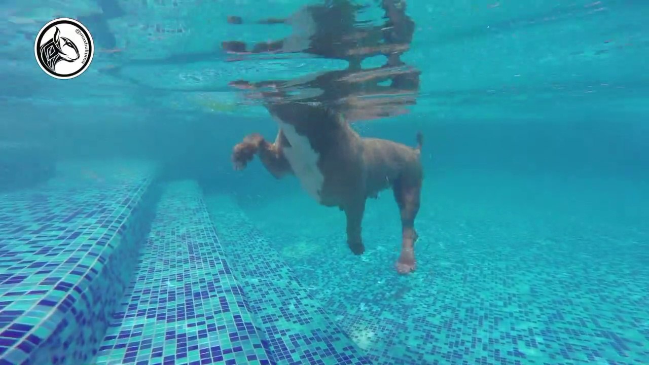 DOG SWIMMING