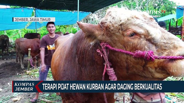 Terapi Pijat Hewan Kurban Agar Tidak Stres dan Daging Tetap Berkualitas