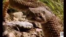 Leopord vs python snake fight | wild animals fight | forest fight | jungle ki ladai