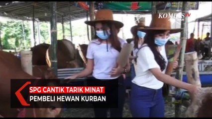 SPG Cantik Ini Tarik Minat Pembeli Hewan Kurban