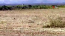Kınalı keklik ve yavrularının biçilmiş buğday tarlasında beslenmesi görüntülendi