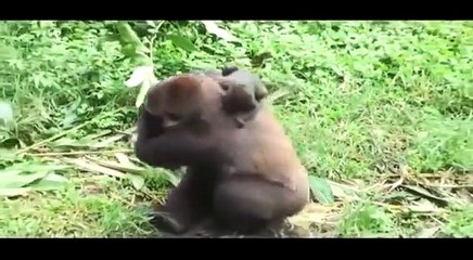 hoiw to Gorela mother care her baby