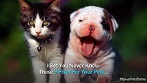 i-bet-you-never-knew-these-9-fixes-for-your-pets