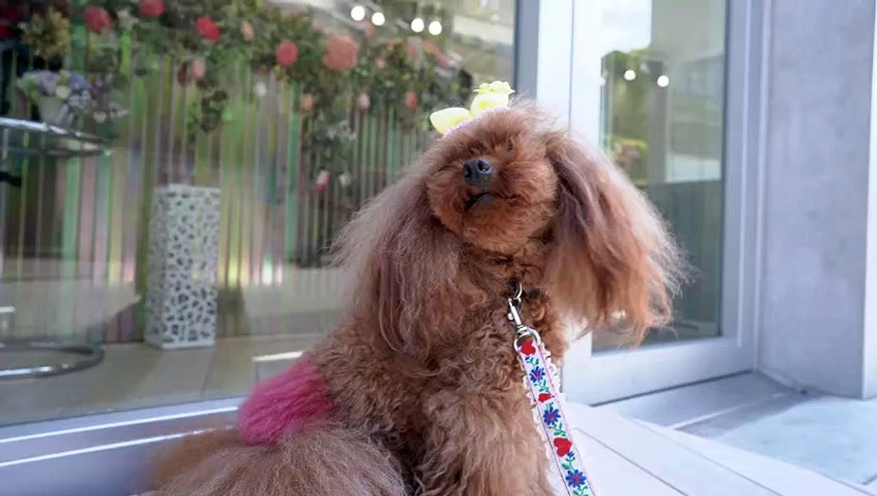 Long Hair pood dog