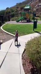 Doggy Gets Super Excited to See Park
