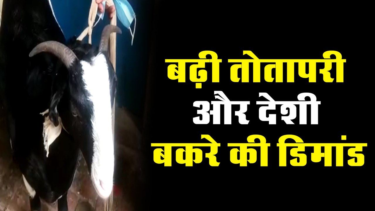 इन कारणों से बढ़ी तोतापरी और देशी बकरे की डिमांड
