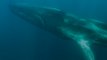 Fluker: a whale at death's door in the Mediterranean sea