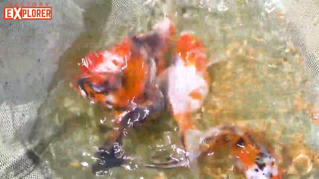 Biggest Color Fish Farm Tour - Part 1 | Factory Explorer