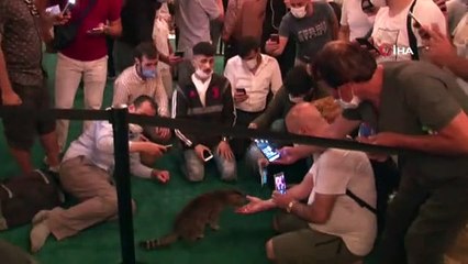 Ayasofya'nın dünyaca ünlü kedisi 'Gli' büyük ilgi görüyor