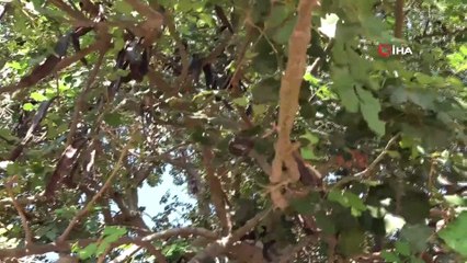 Keçiboynuzunun şifa yolculuğu için hasat başladı