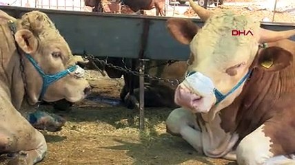 Pazara gelenlere maske zorunluluğunu hatırlatmak için boğalarına maske taktı