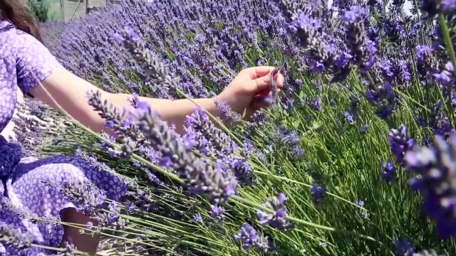 Afşin, lavanta tarlalarıyla turizme kapı aralıyor - KAHRAMANMARAŞ