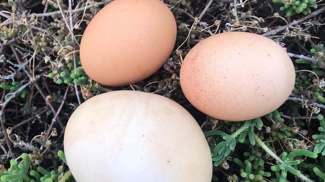 Yumurtanın içinden yumurta çıktı, vatandaş şaştı kaldı